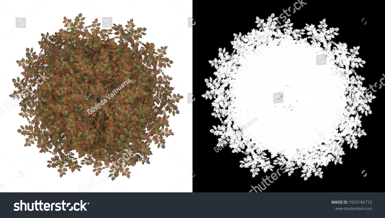 Top View Mountain Ash Tree Png Stock Illustration