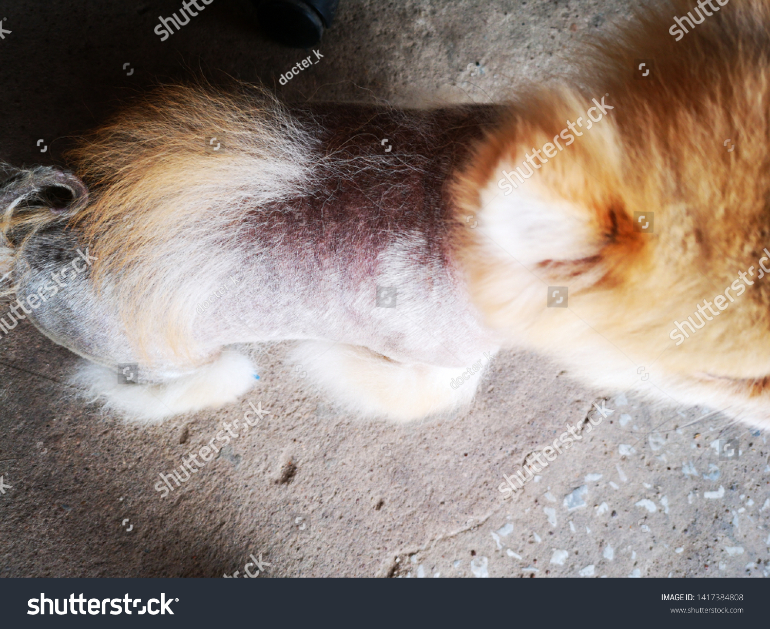 Top View Pomeranian Ugly Furcanine Demodicosisimage Stock Photo Edit Now 1417384808