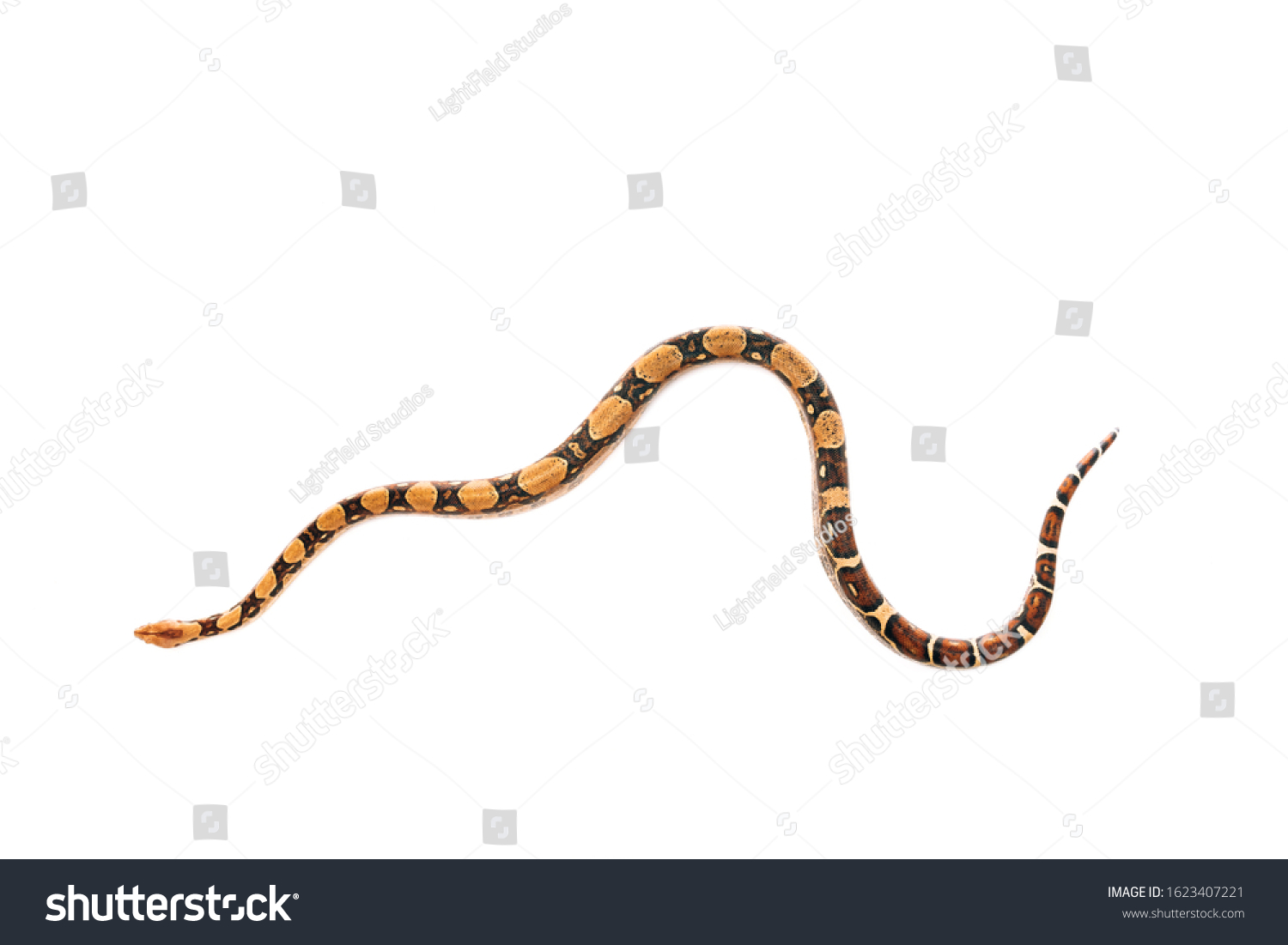Top View Python Isolated On White Stock Photo 1623407221 | Shutterstock