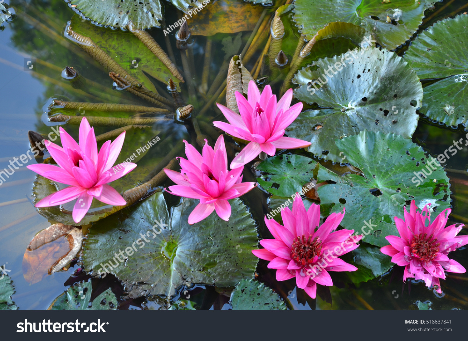 Top View Of Water Lily Bush In Clear Water Stock Photo 518637841 ...