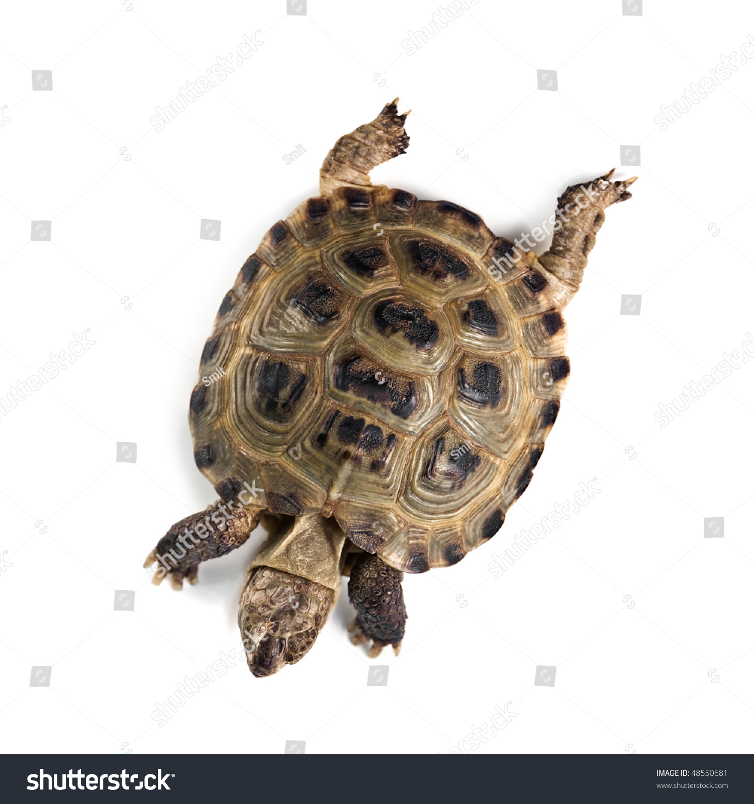 Tortoise Isolated On White Background Stock Photo 48550681 : Shutterstock