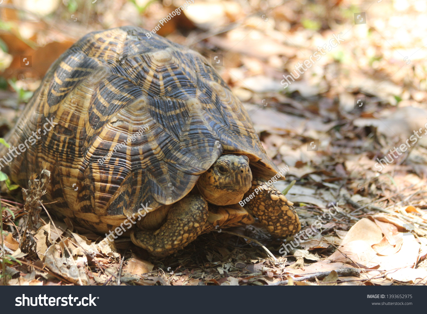 Tortoise Sri Lanka Stock Photo 1393652975 | Shutterstock