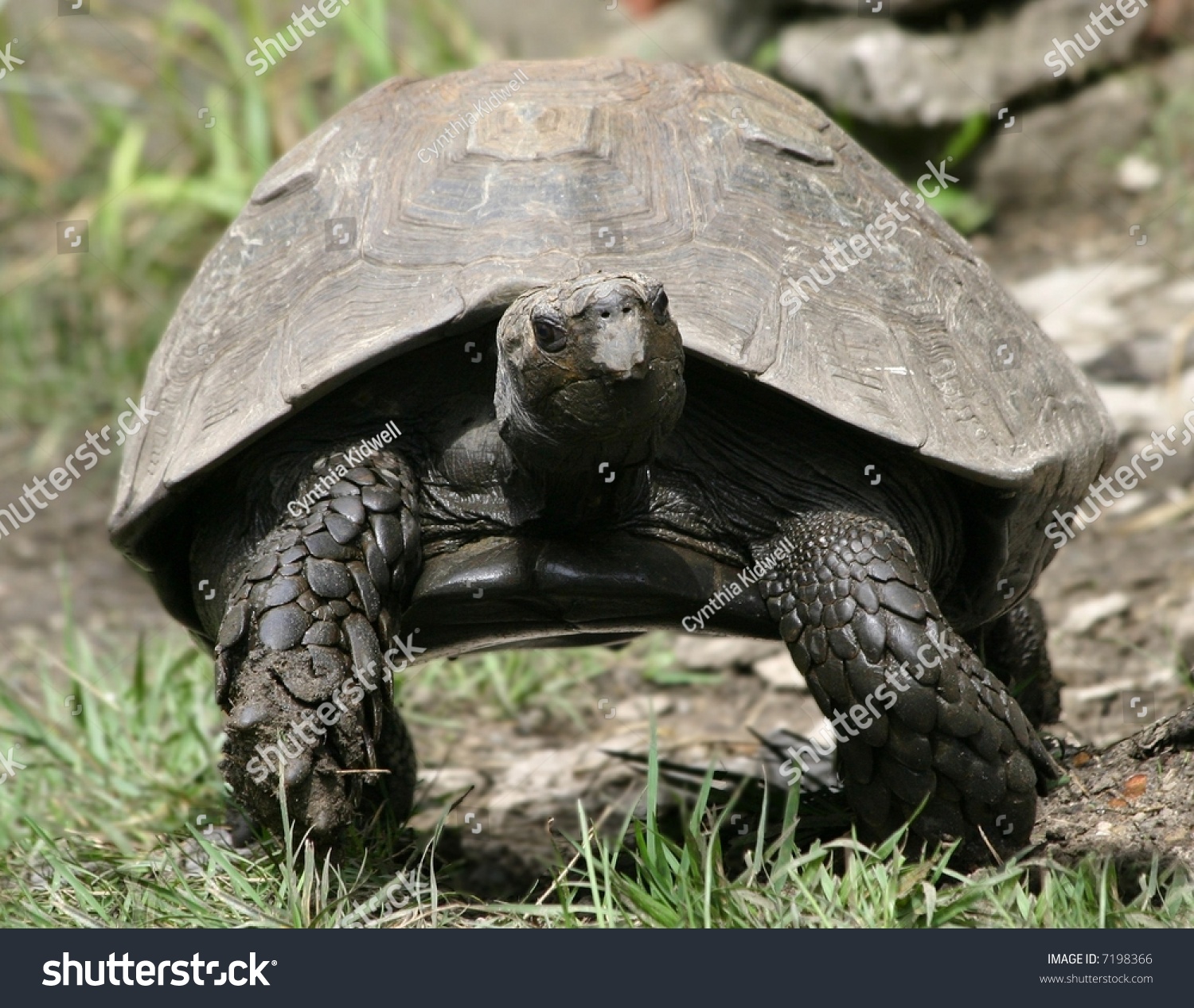 Tortoise Taking A Walk Stock Photo 7198366 : Shutterstock