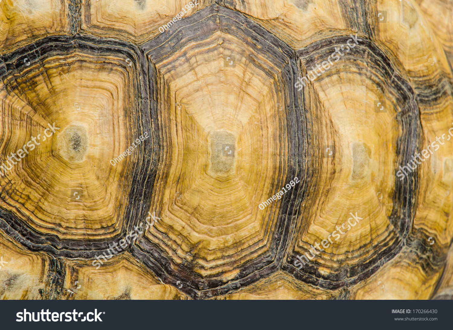 Tortoise Texture Background. Stock Photo 170266430 : Shutterstock