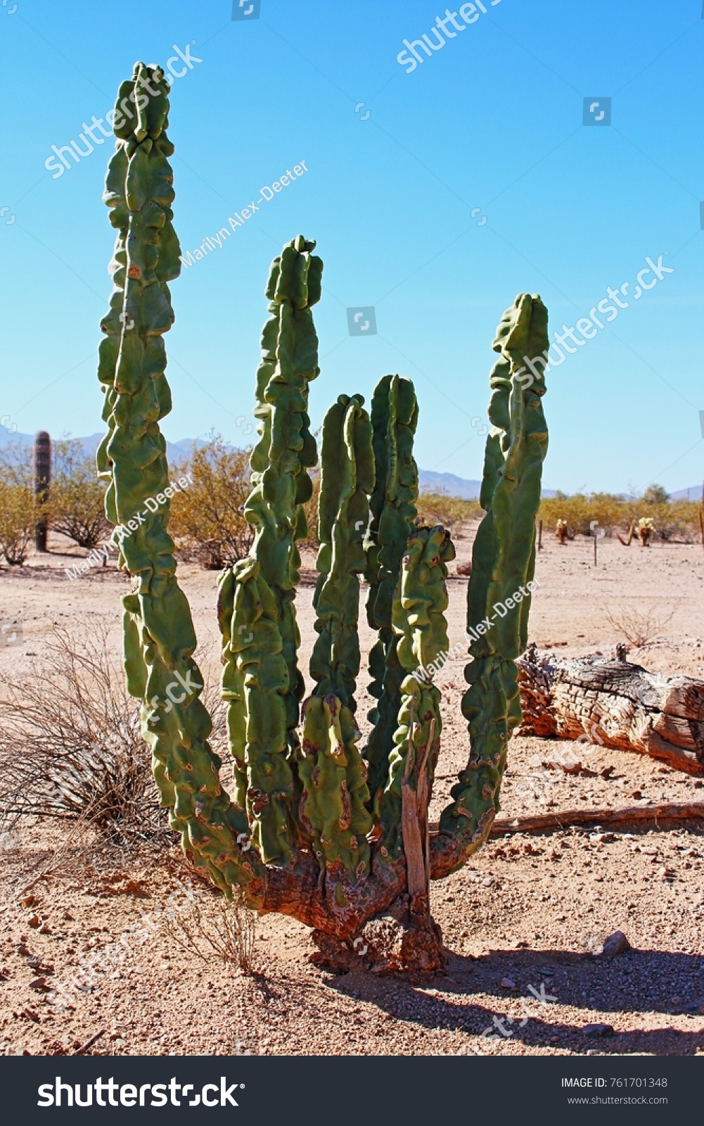 Totem pole cactus that is about 4 tall and 20 plus years old photographed