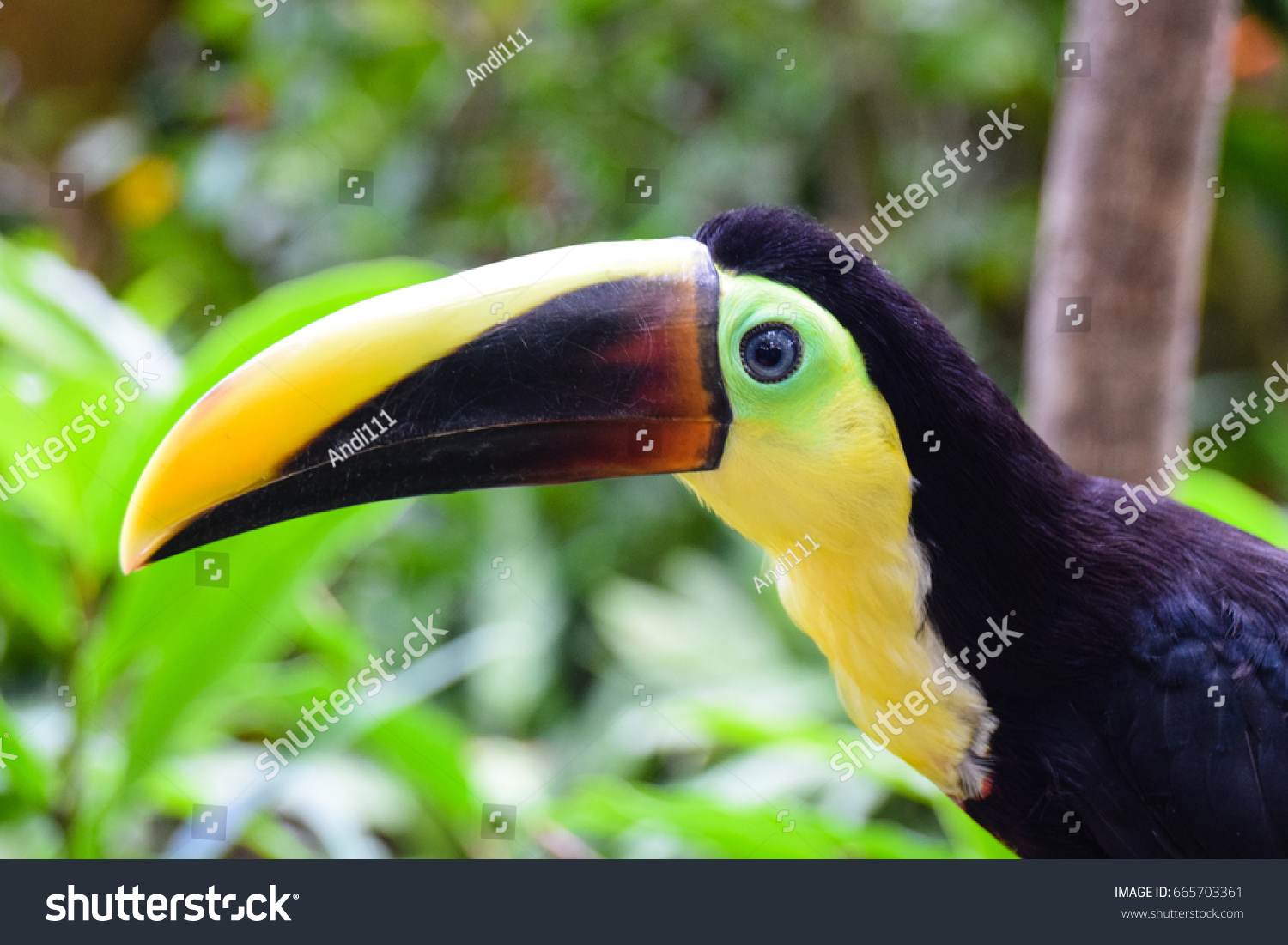 Black Bird With Orange Feathers 7