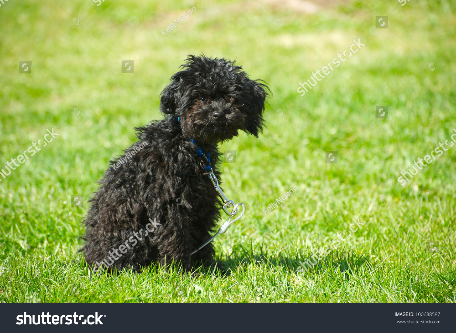 fresh poodle dog