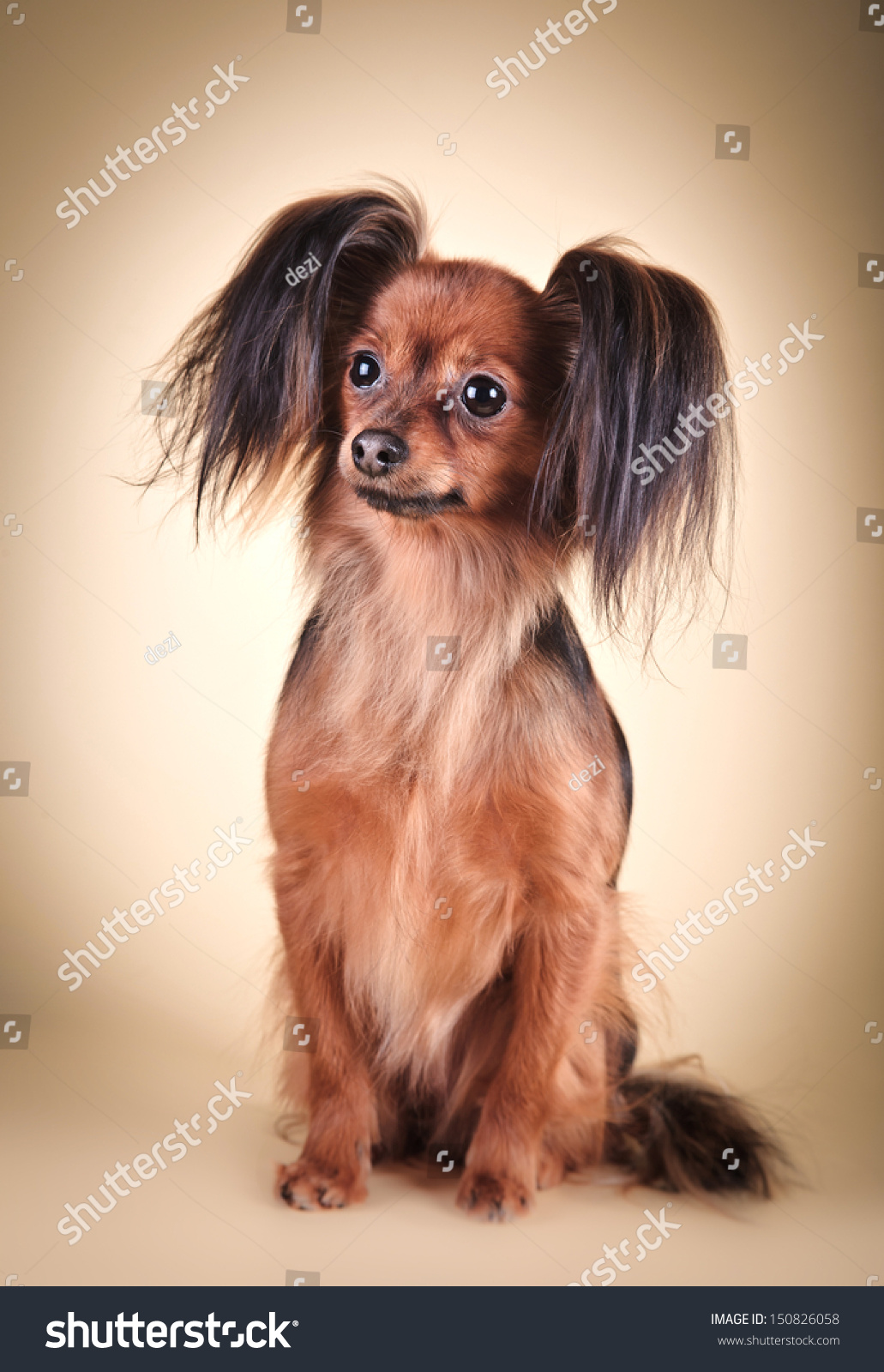 dog with long fluffy ears