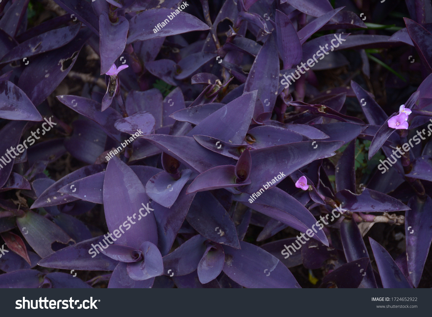 Tradescantia Pallida Violetcolored Tropical Foliage Plants Stock Photo ...