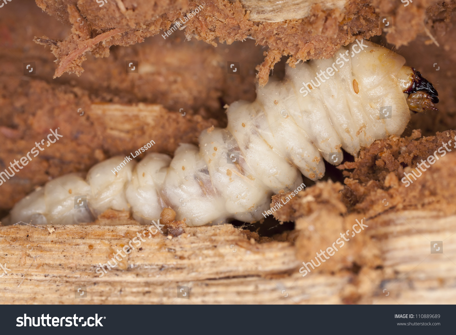 Tragosoma Depsarium Larva In Pine Wood, This Long Horn Beetle Is Rare ...