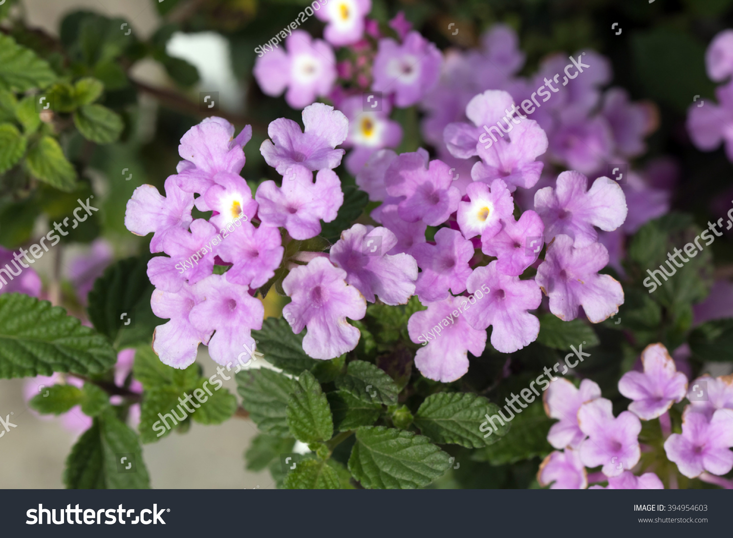 Trailing Lantanas Cute Purple Flowerslantana Montevidensis Stock Photo 