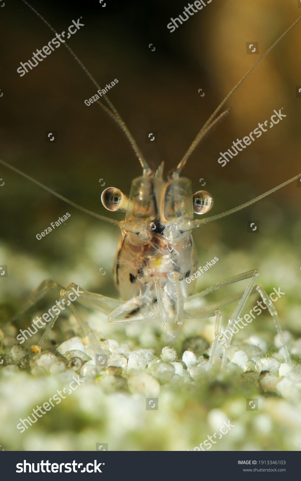 Transparente japanische Garnelen, Caridina japonica auf Stockfoto ...