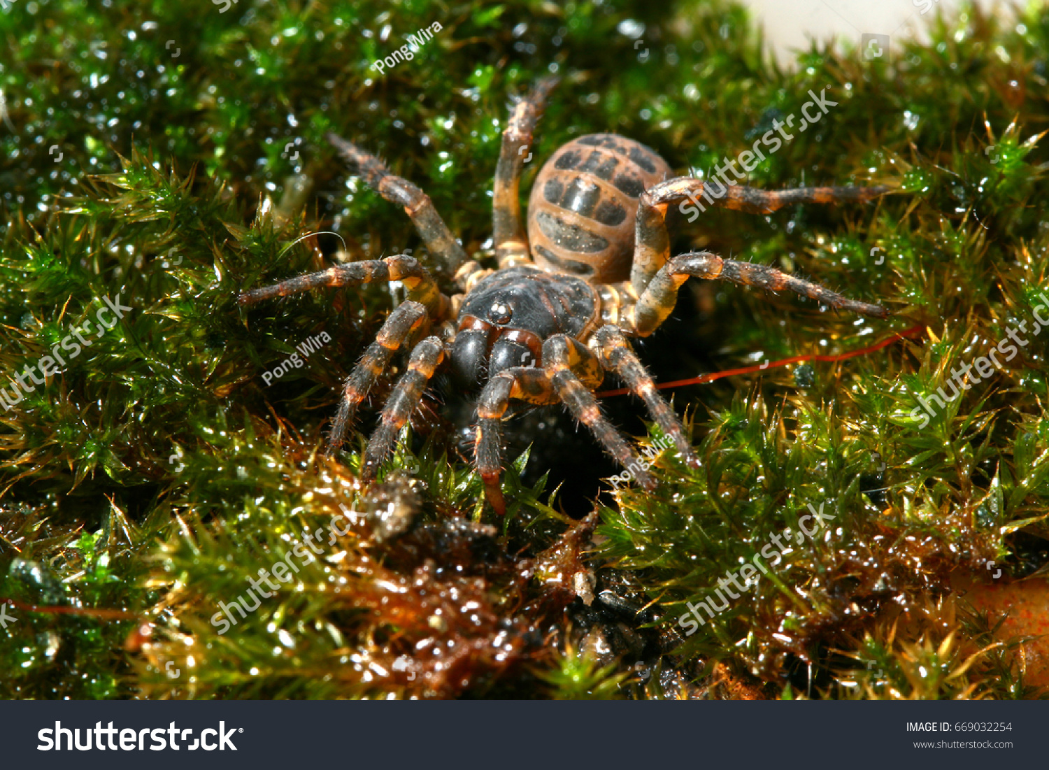Trapdoor Spider Habitat Stock Photo Edit Now 669032254