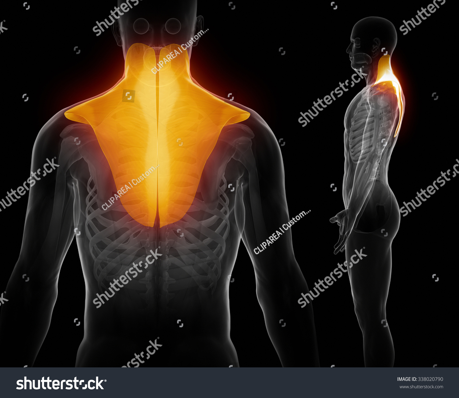 Trapezius Stock Photo 338020790 : Shutterstock