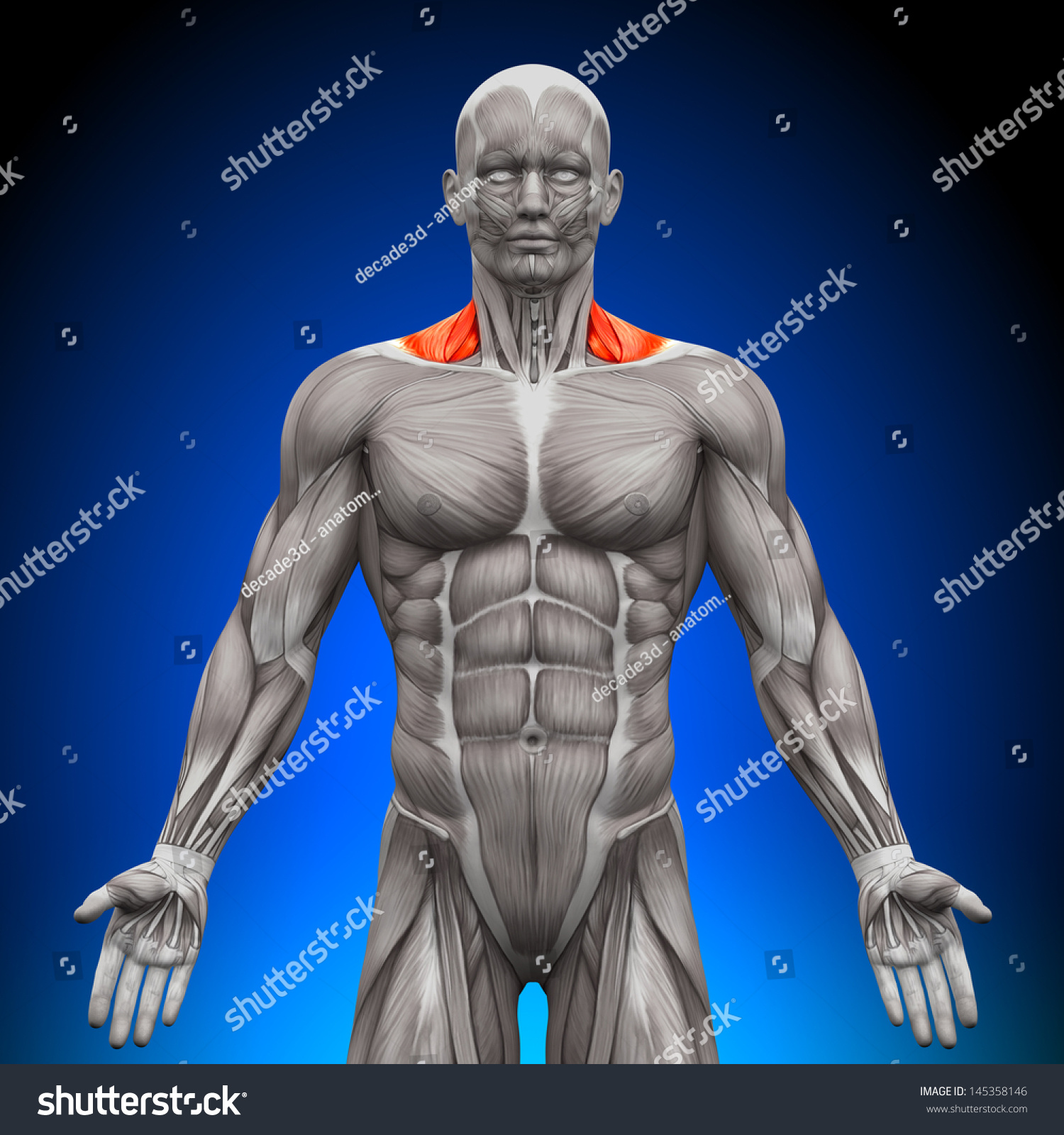 Trapezius Front Neck Muscles - Anatomy Stock Photo 145358146 : Shutterstock