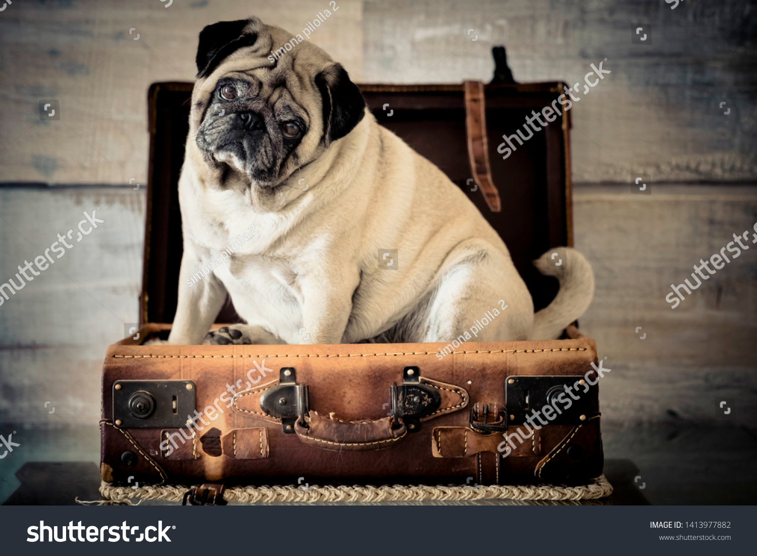 animal cabin luggage