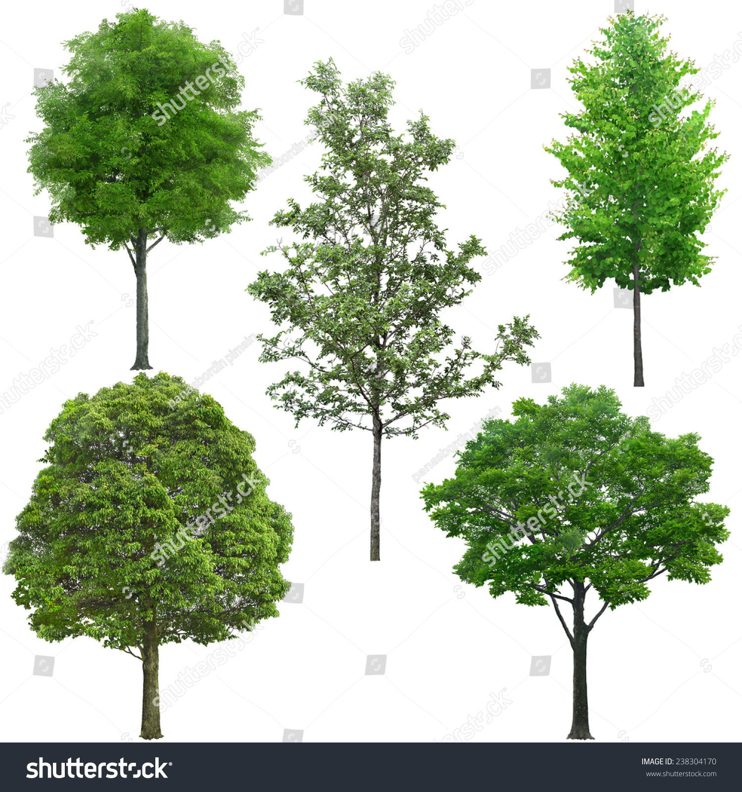 Tree Stock Photo 238304170 - Shutterstock