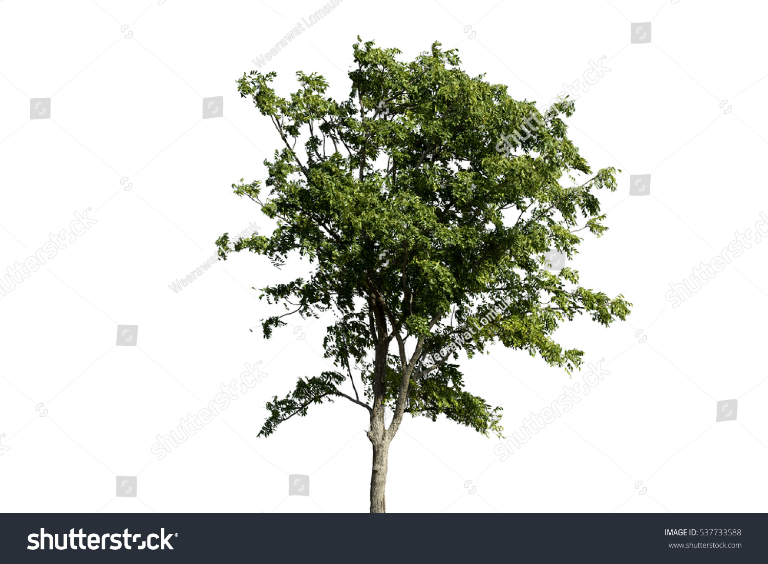Tree Stock Photo 537733588 : Shutterstock