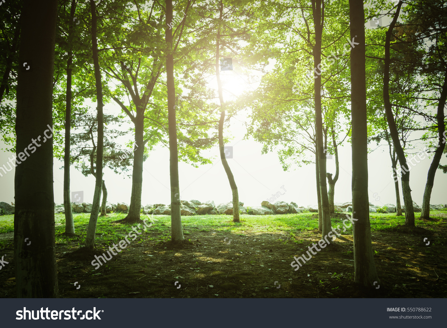 Picture of trees.