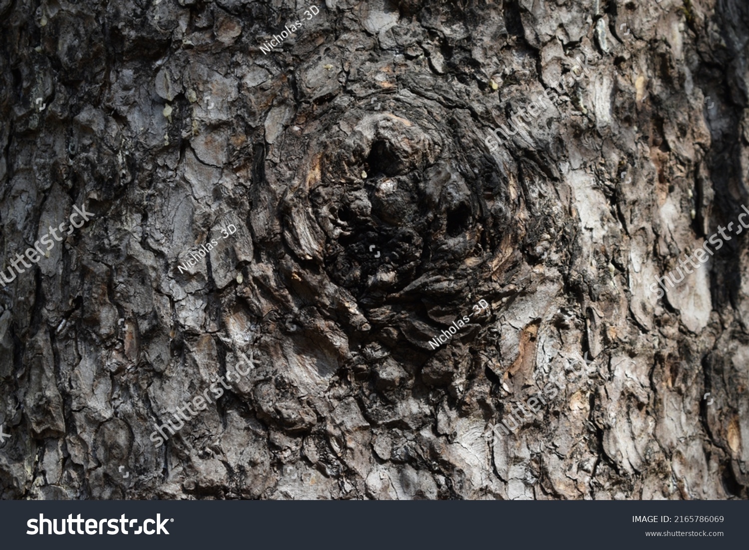 Tree Bark Texture 3d Objects Pbr库存照片2165786069 Shutterstock 5477