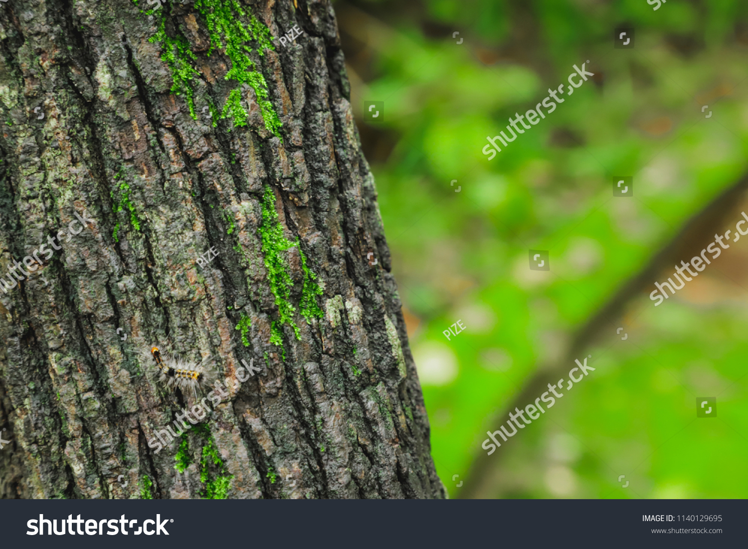hairy bark trees Brando butter lube anal