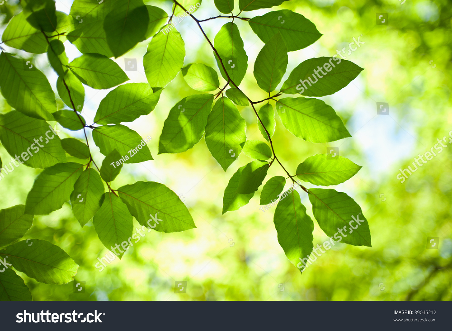 Tree Branch Over Blurred Green Leaves Background Stock Photo 89045212 ...