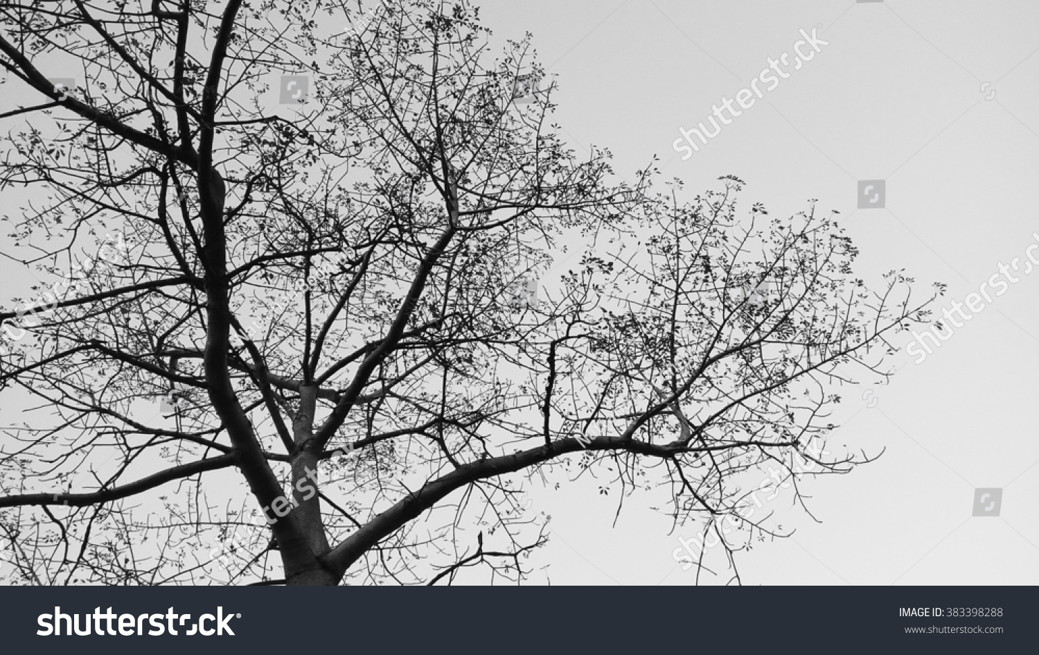 Tree Branches Stock Photo 383398288 - Shutterstock