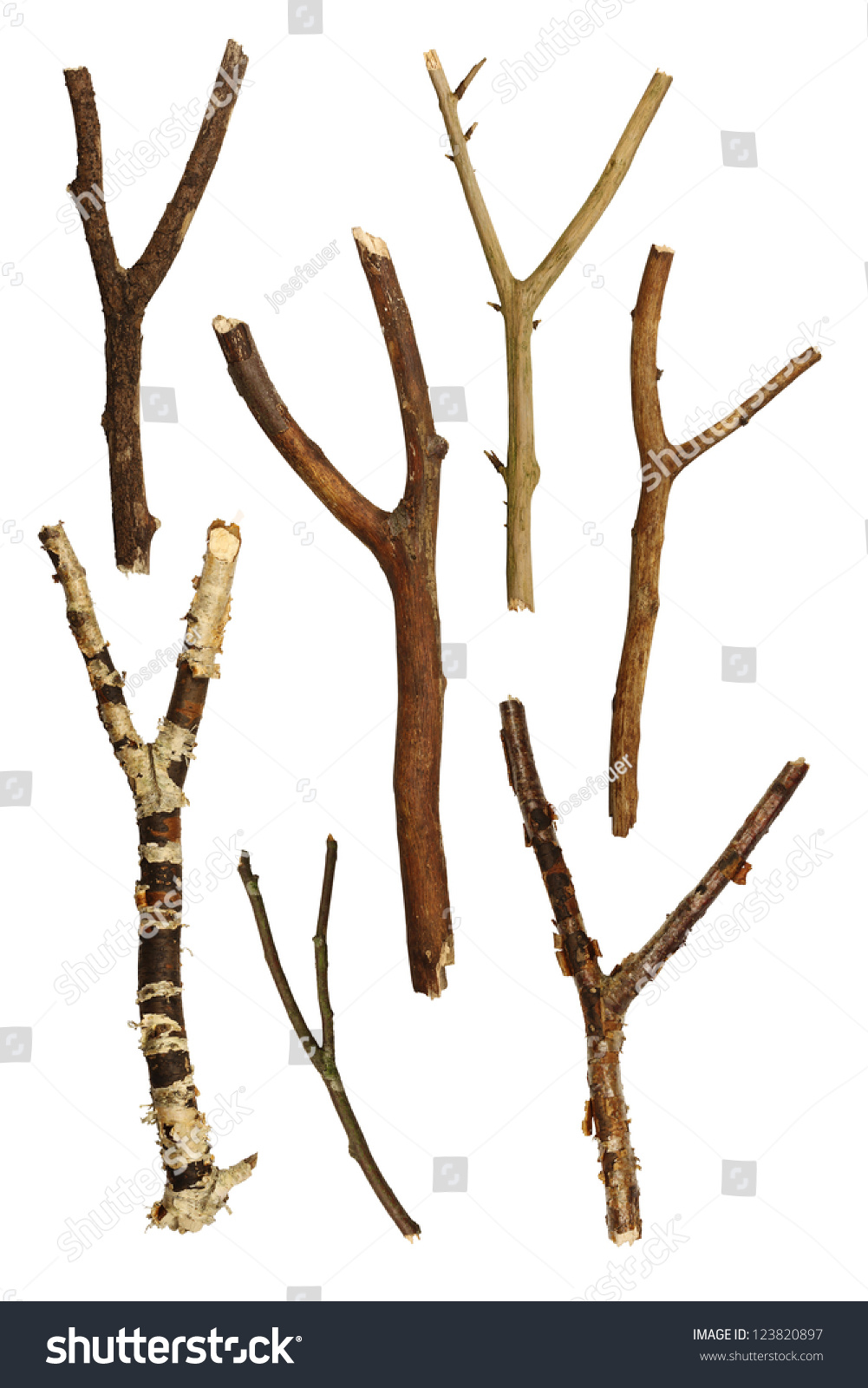 Tree Branches Collection Stock Photo 123820897 - Shutterstock