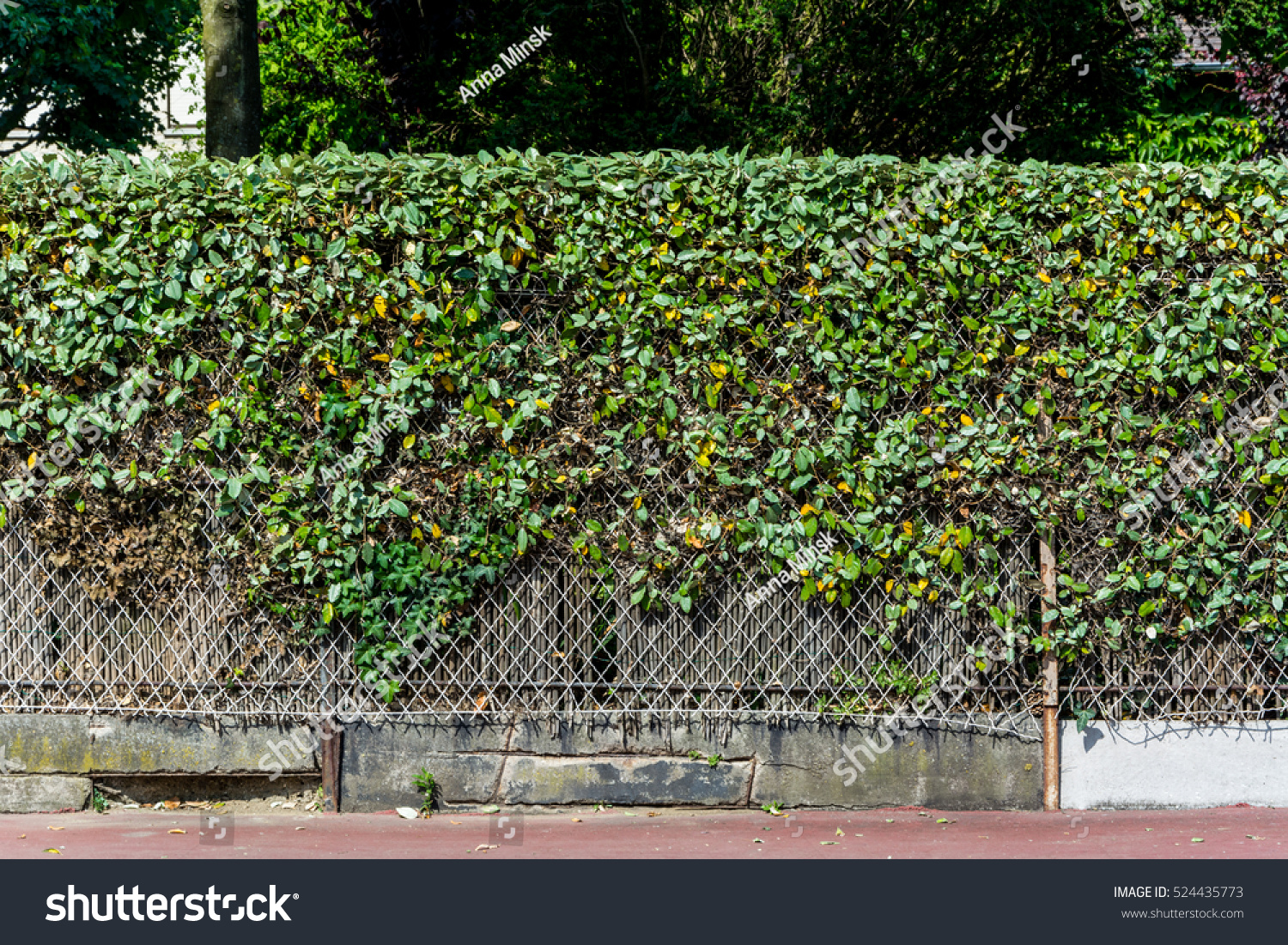Tree Bush Isolate For Retouch The Fence Around The House The Nature Tree Bush Trim Tree Bush Isolate For Retouch The Fence Around The House The Nature Tree Bush Trim