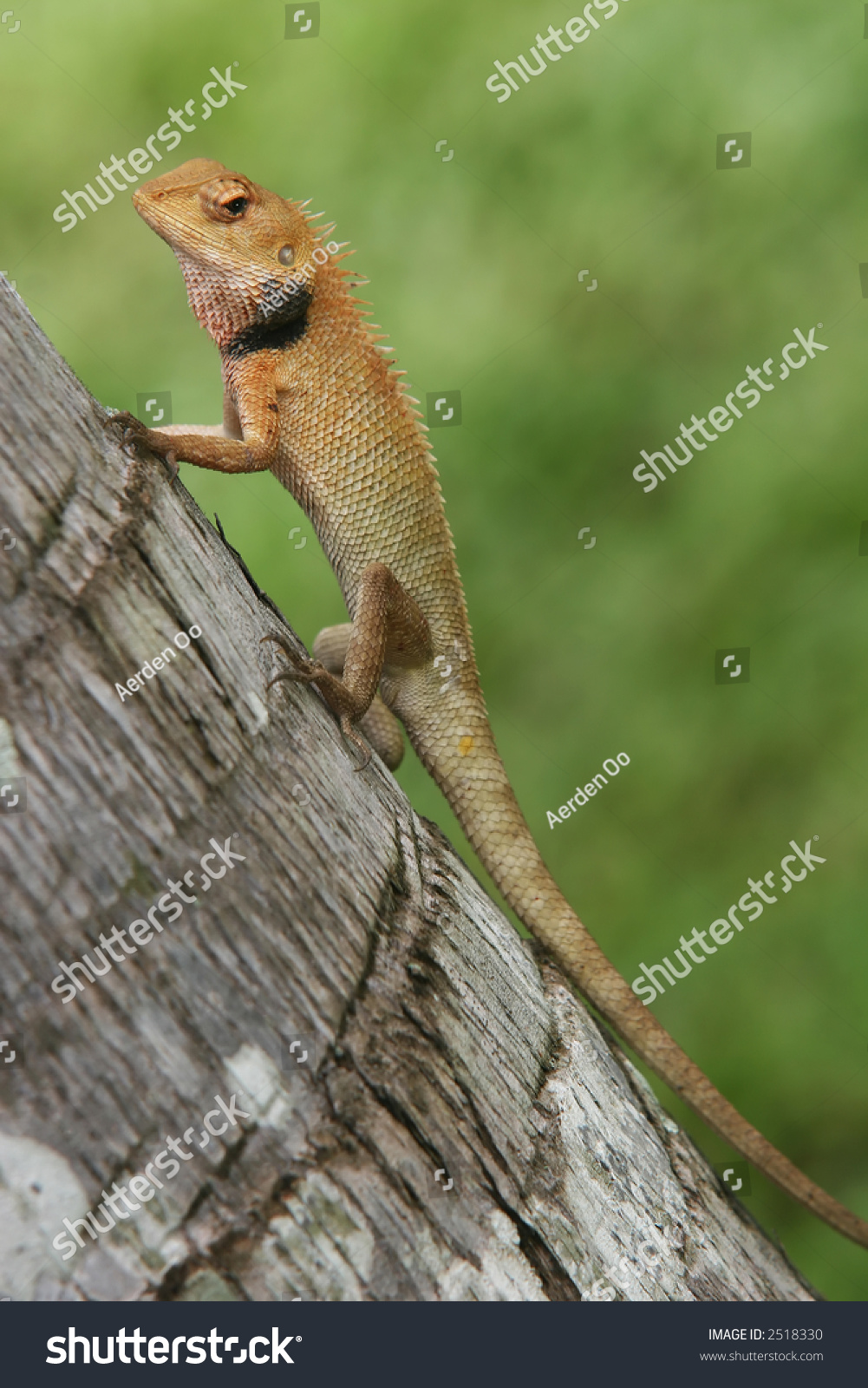 Tree Climbing Wood Lizard Posing On Coconut Tree Stock Photo 2518330 ...