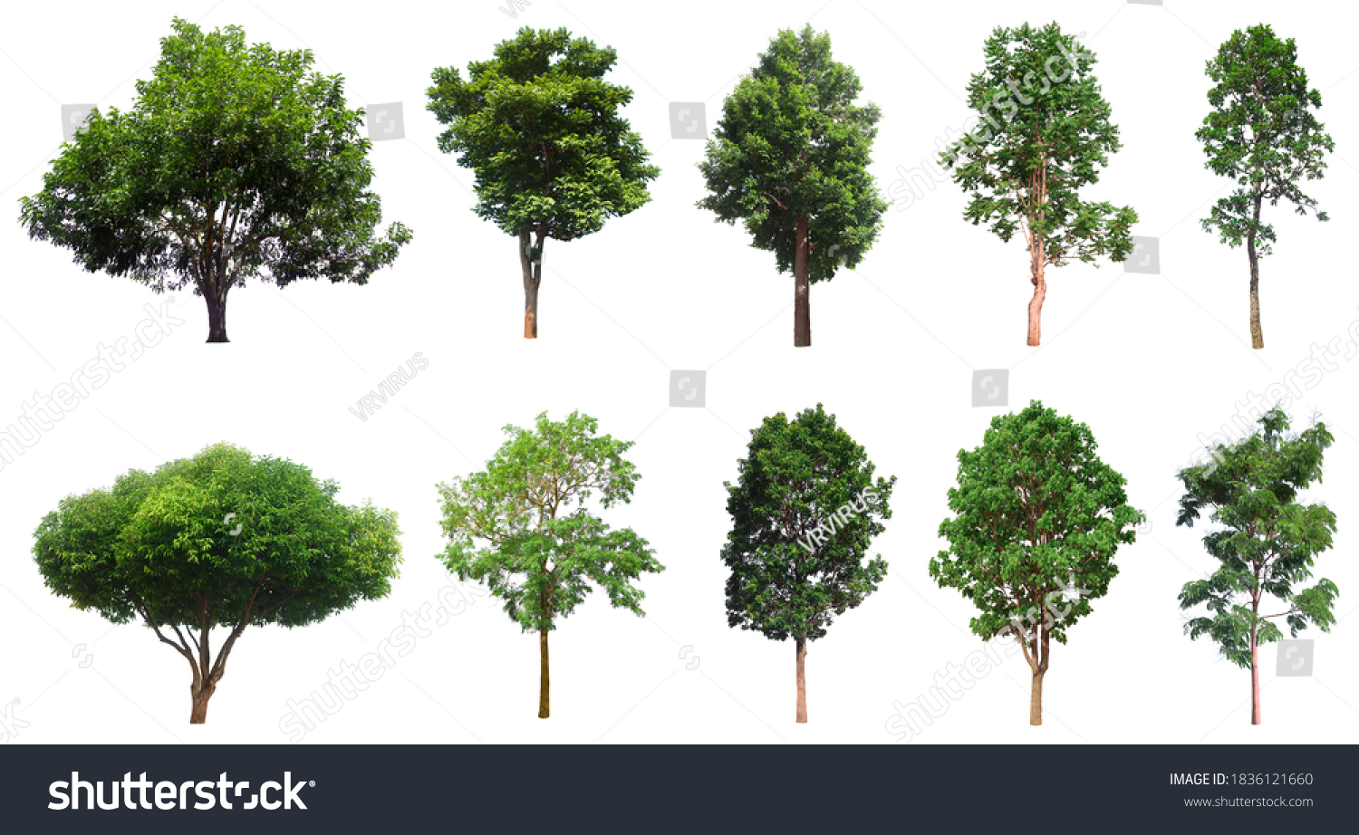 19,883 Png trees Images, Stock Photos & Vectors | Shutterstock