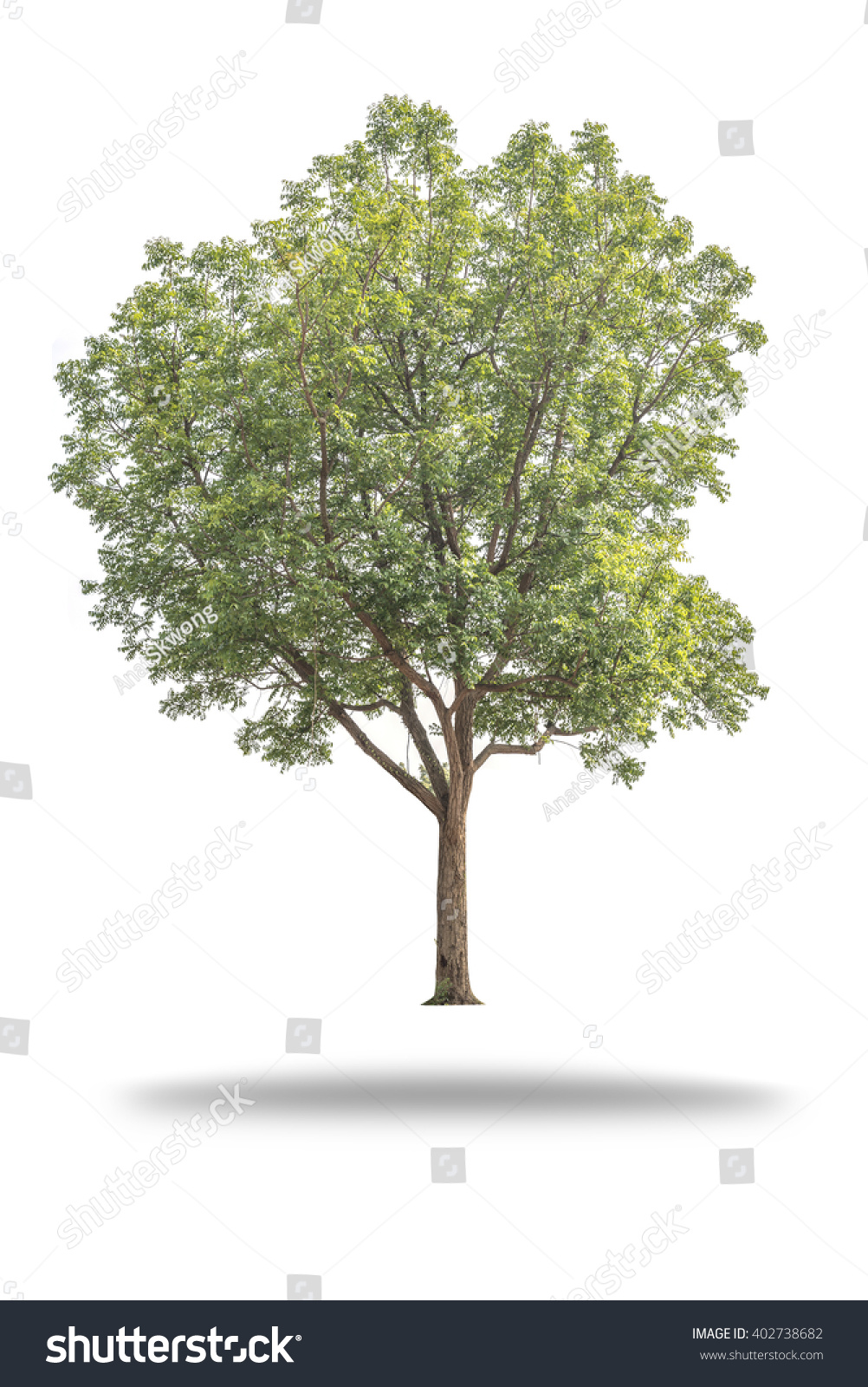 Tree Isolated On White Stockfoto 402738682 - Shutterstock