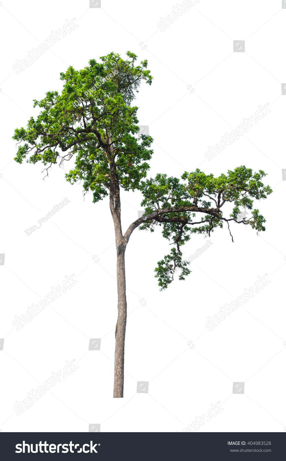 Tree Isolated On White Stock Photo 404983528 - Shutterstock
