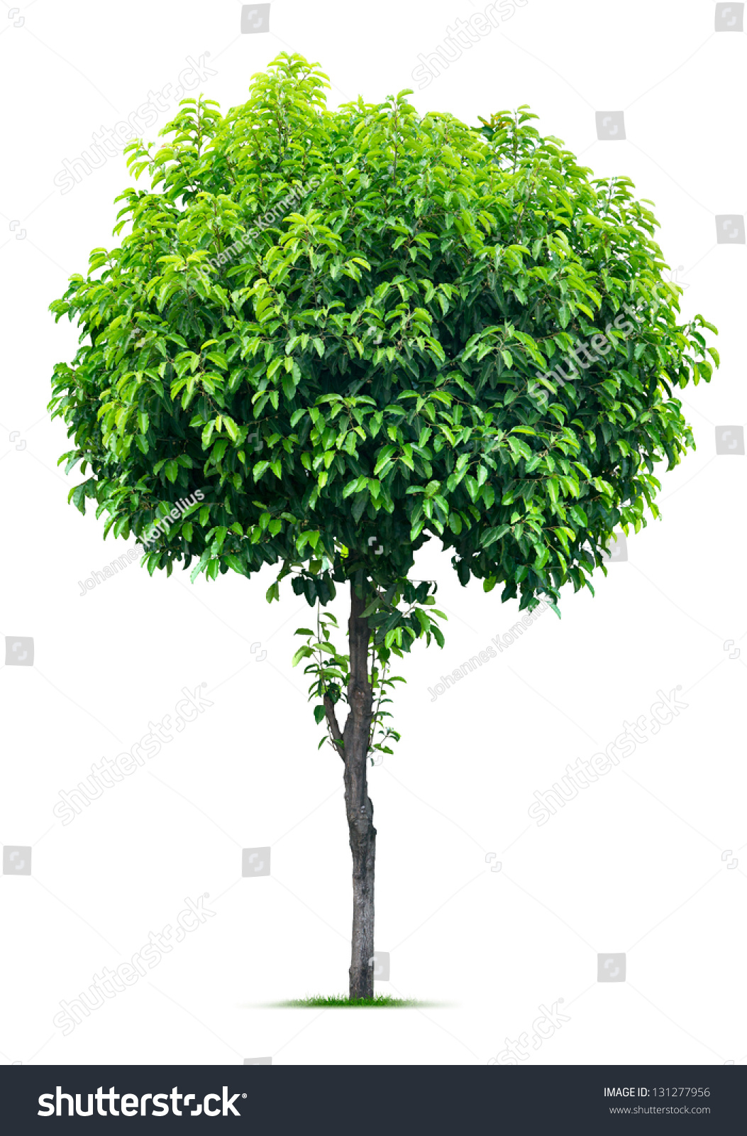 Tree Isolated On White Background Stock Photo (Edit Now) 131277956