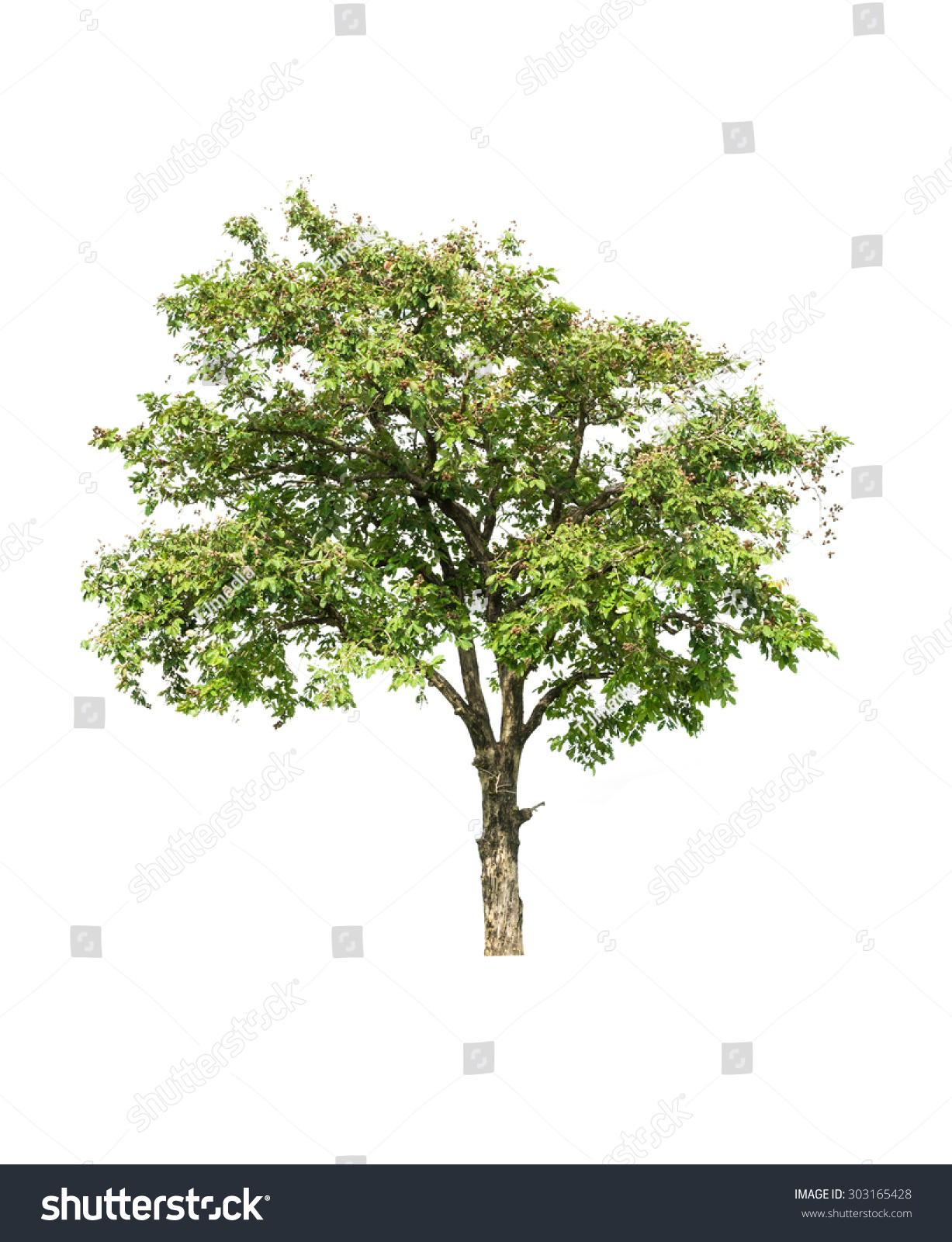 Tree Isolated On White Background Stock Photo 303165428 - Shutterstock