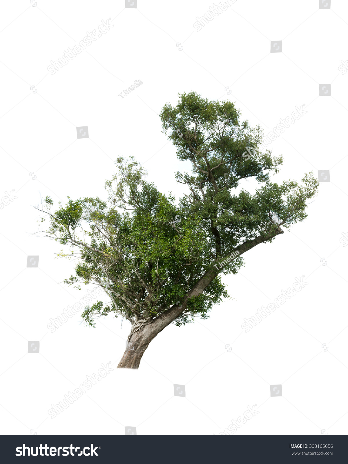 Tree Isolated On White Background Stock Photo 303165656 - Shutterstock