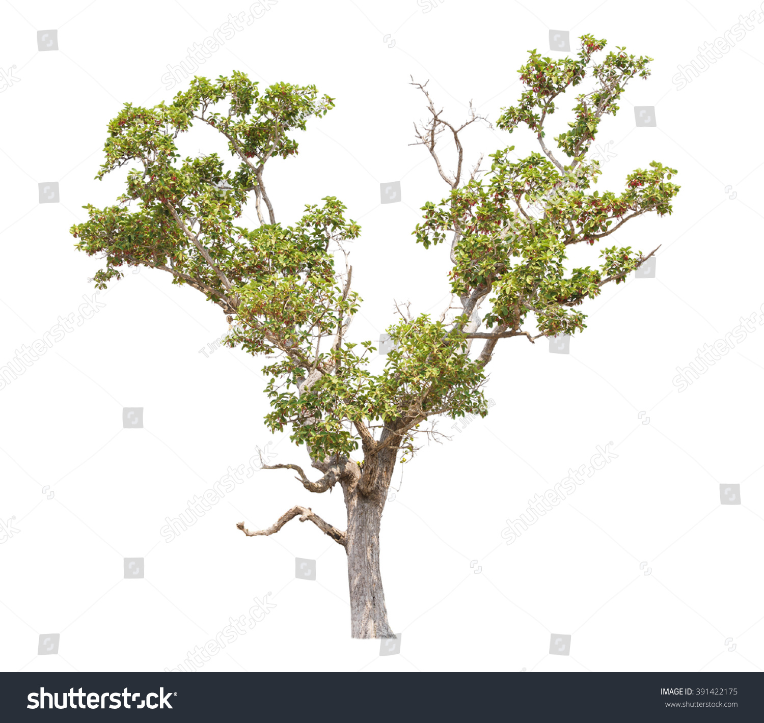 Tree Isolated On White Background Stock Photo 391422175 - Shutterstock