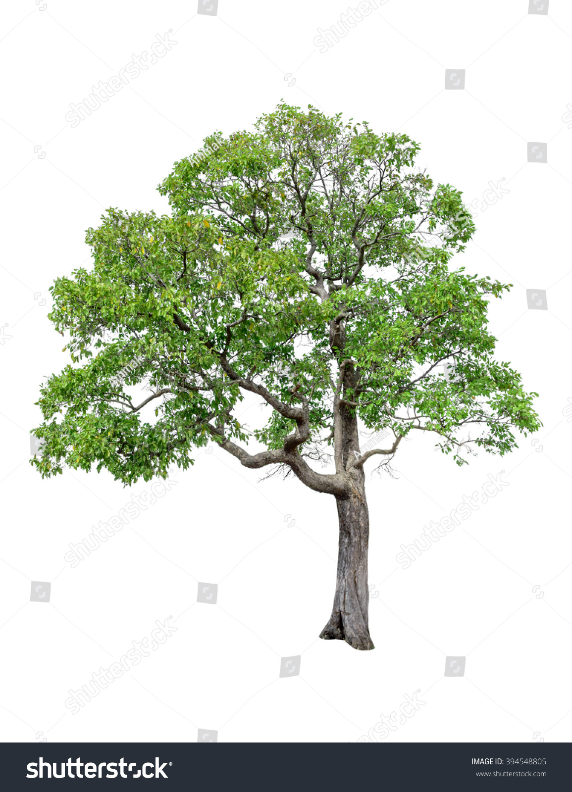 Tree Isolated On White Background Stock Photo 394548805 : Shutterstock