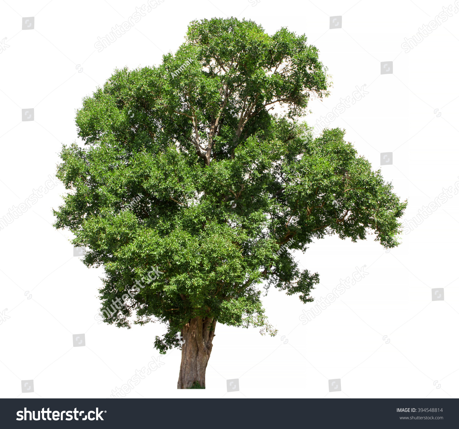 Tree Isolated On White Background Stock Photo 394548814 - Shutterstock