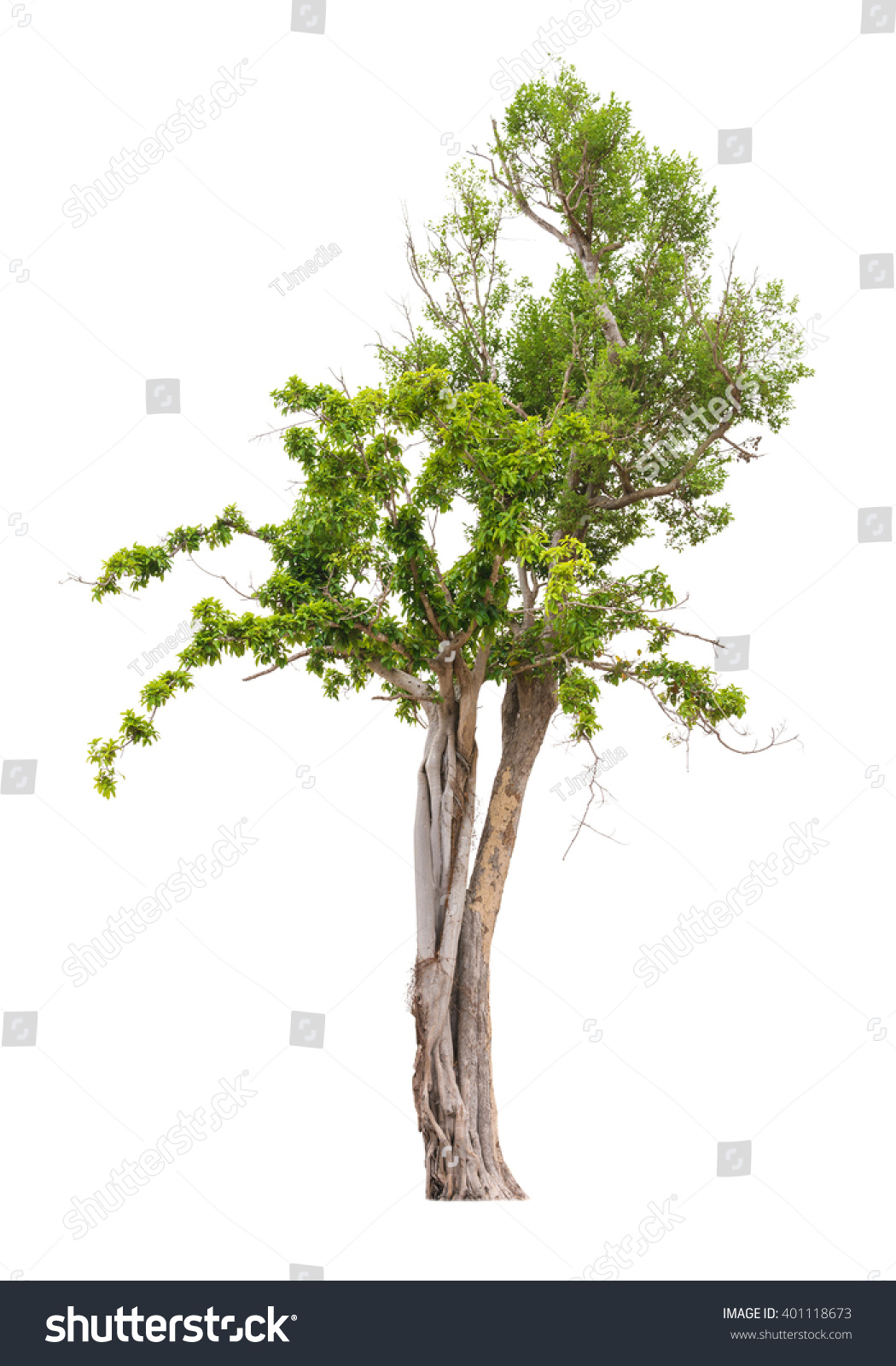Tree Isolated On White Background Stock Photo 401118673 - Shutterstock