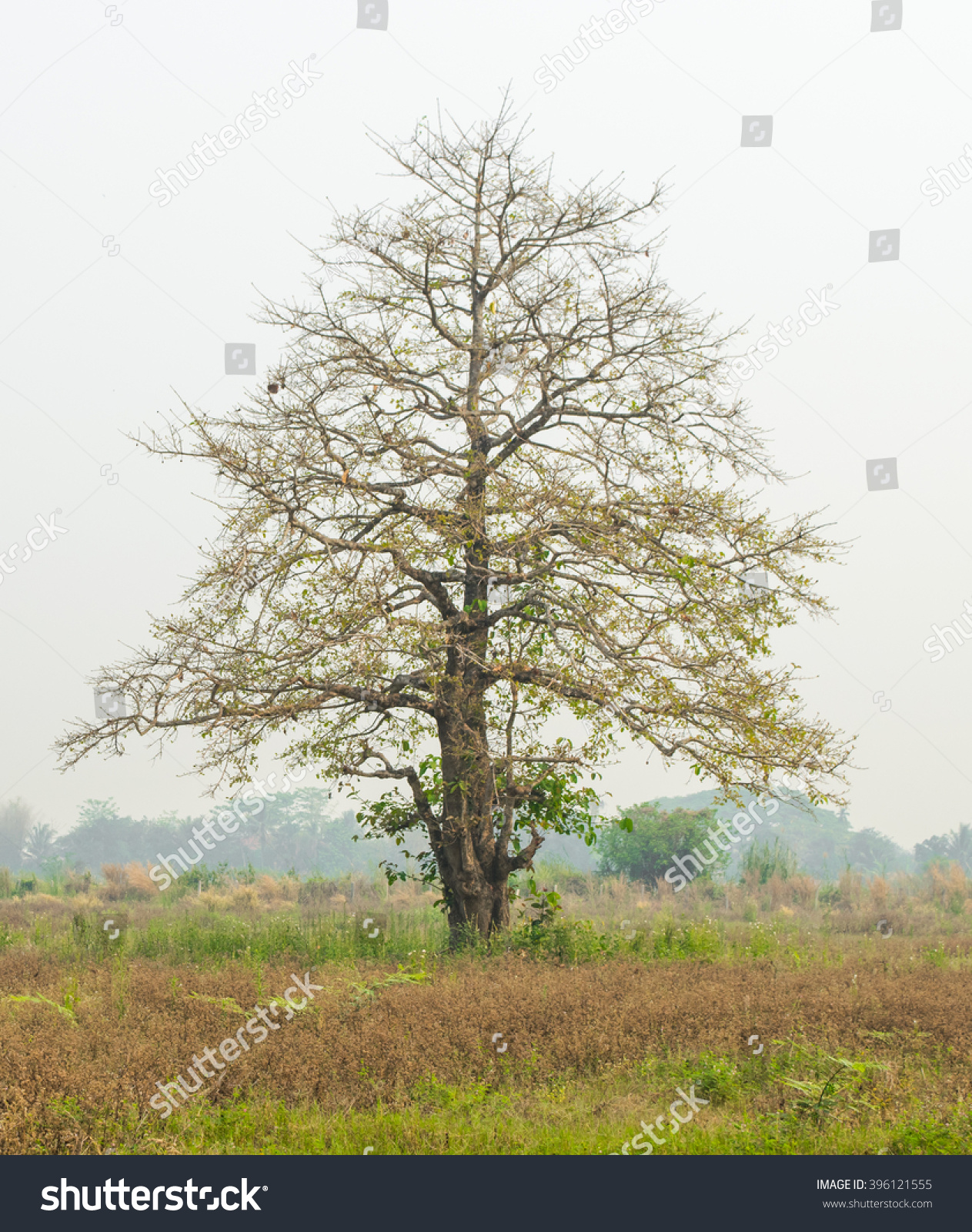 Tree Landscape Stockfoto 396121555 - Shutterstock