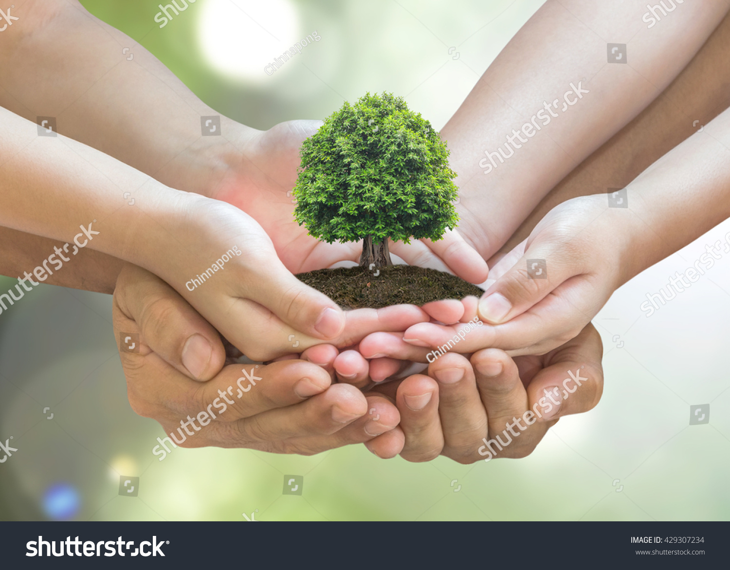 Tree Planting On Volunteer Familys Hands Stock Photo 429307234 ...