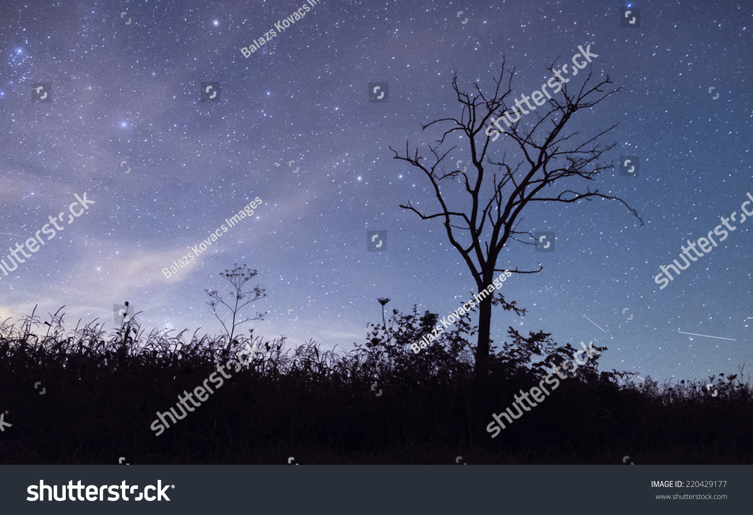 Tree Silhouette Night Sky Stock Photo (Edit Now) 220429177