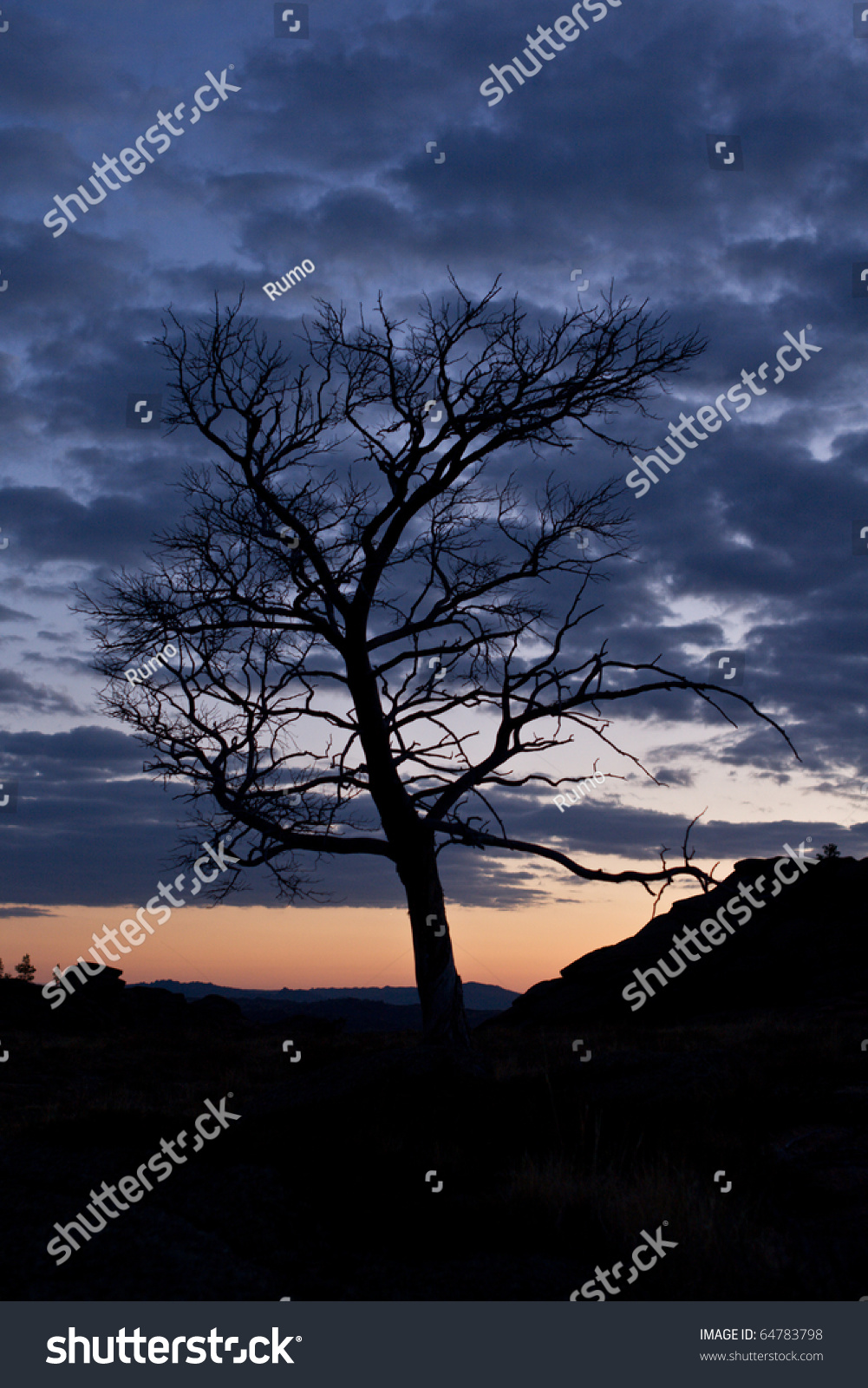 Tree Silhouette Night Sky Stock Photo 64783798 - Shutterstock