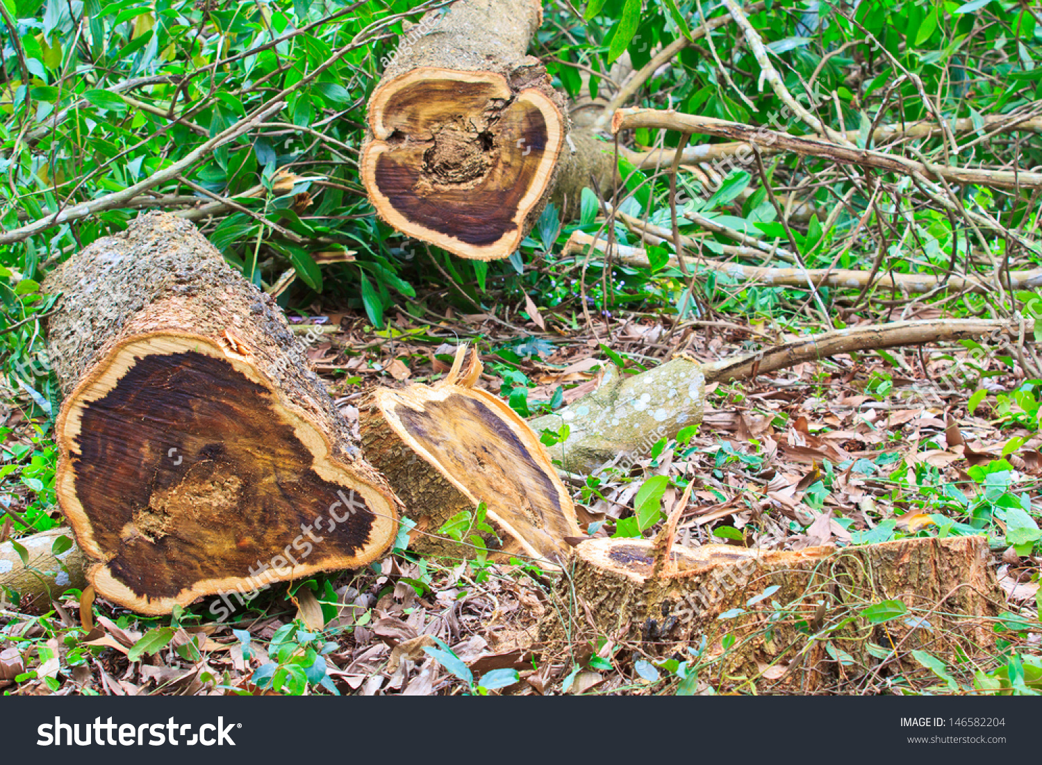 Tree Stumps Felled Forest Deforestation Stock Photo