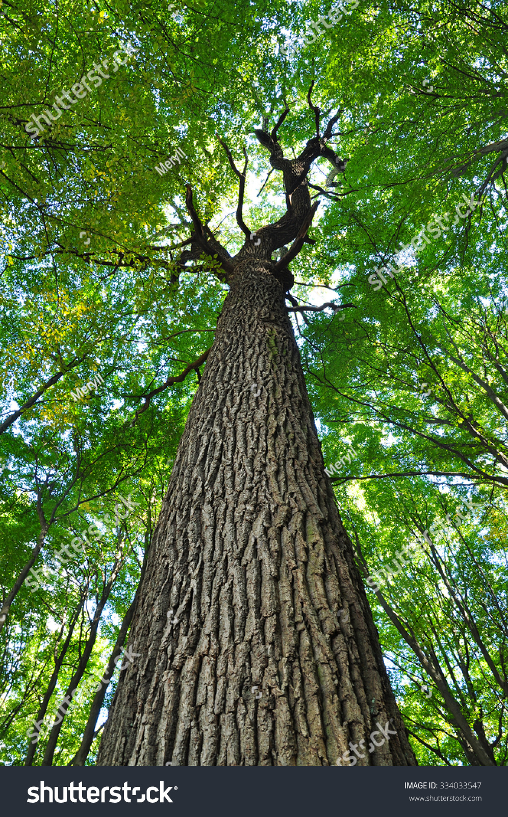 highland tree trunk 5 letters