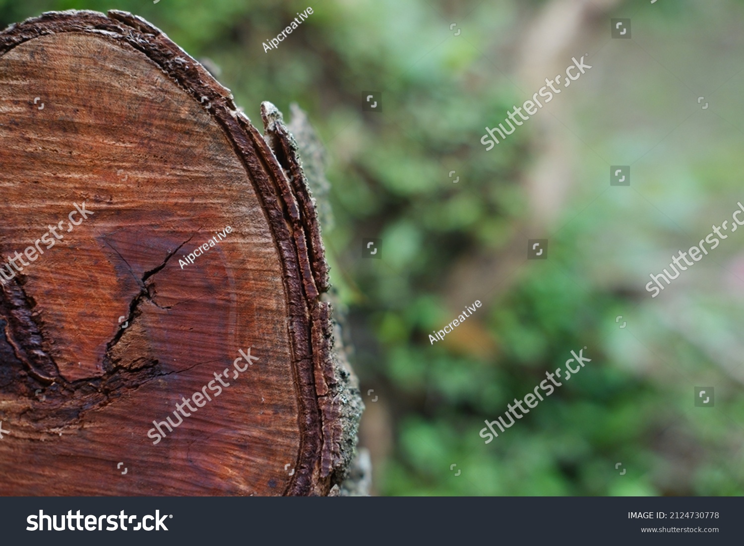 Tree Trunk Texture Close Photo Brown Stock Photo 2124730778 | Shutterstock