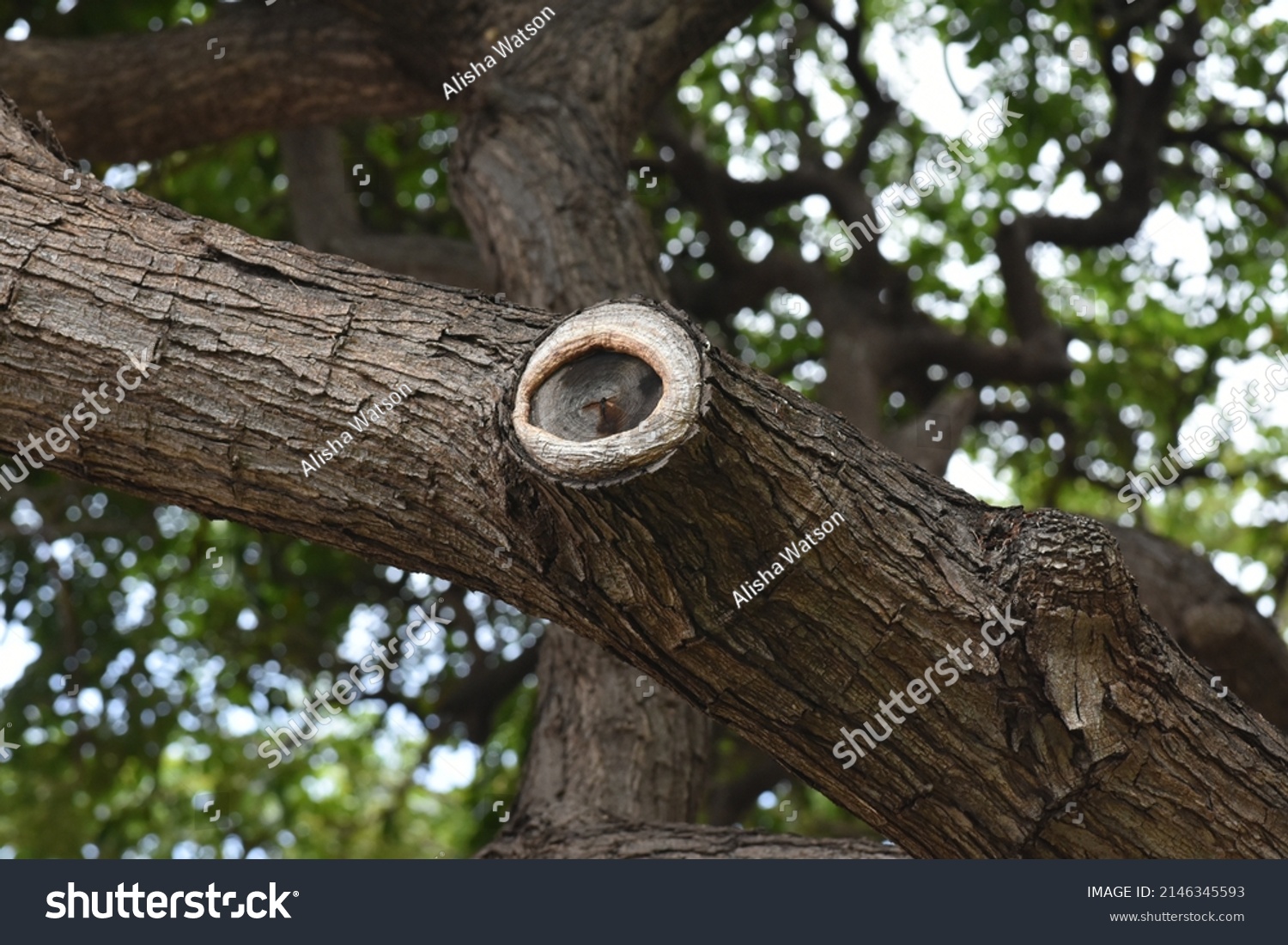 85-662-tree-with-knot-shutterstock