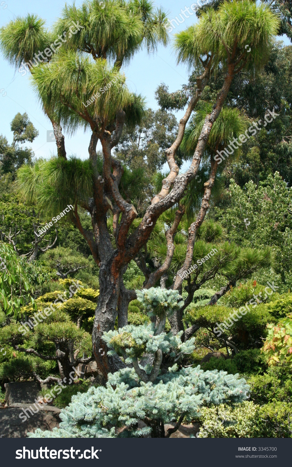 Trees Japanese Gardens Hayward Ca Stock Photo Edit Now 3345700