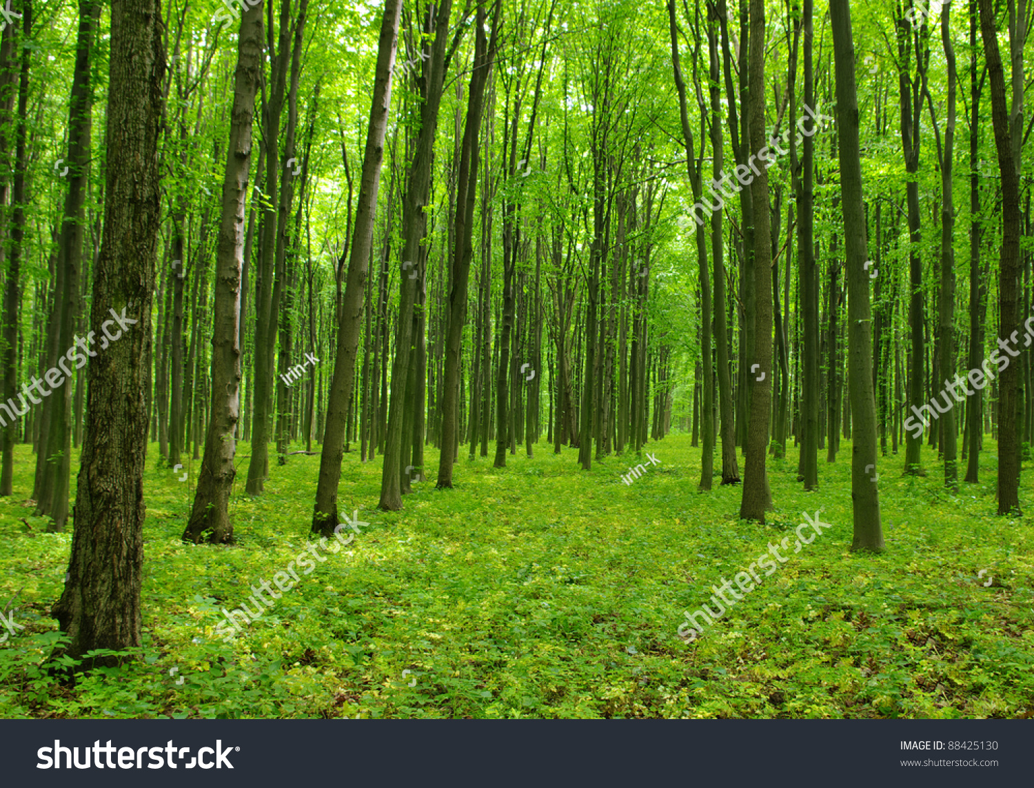 Trees Forest Stock Photo 88425130 - Shutterstock